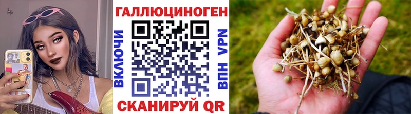 Купить где  Кудымкар  Галлюциногенные грибы Psilocybe 